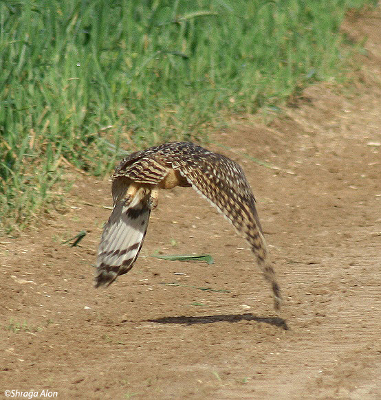 ינשוף שדות   Short-eared Owl Asio flammeus                                        עין צורים,שפלת יהודה,אפריל 2007